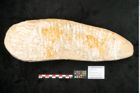 Foto (Objekt + Etikett) von Lepidodendron aculeatum St. (NHMW-GEO-2024-0188-11018)